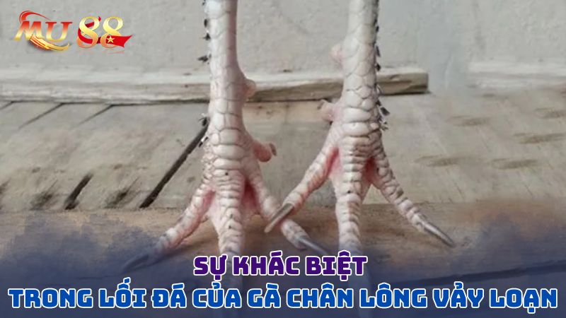 Sự khác biệt trong lối đá của gà lông vảy loạn