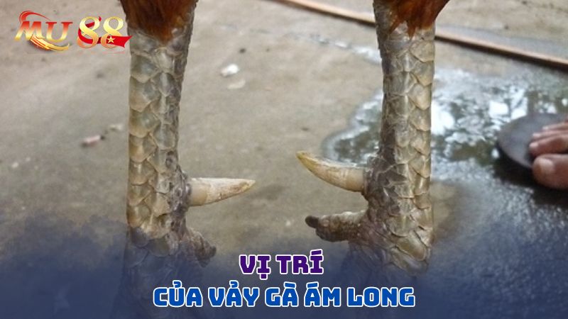 Vị trí của vảy gà ám long